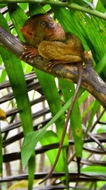 Close-up of lizard on a tree