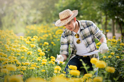 Midsection of person working with yellow flowers on field