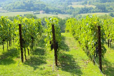 Scenic view of vineyard