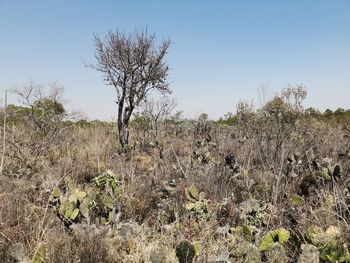 Plants and trees on field against clear sky