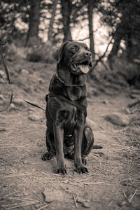 My pet chocolate labrador dog looking up and sitting down posing for a photo in black and white