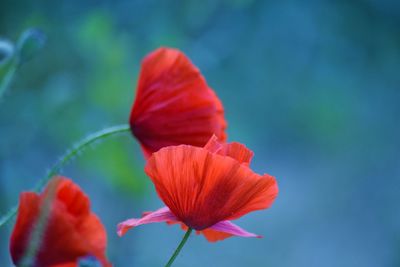 Close-up of red rose flower