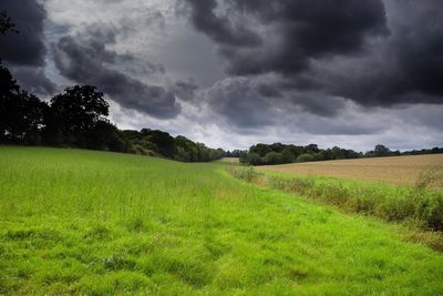 Scenic view of field against sky