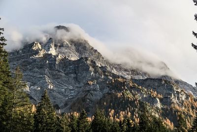 Trees against rocky mountains