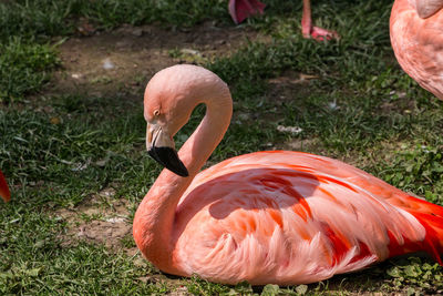 Close-up of a bird on field