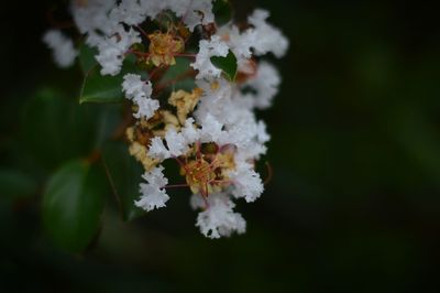 Close-up of white flowers blooming outdoors