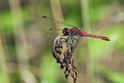 Close-up of dragonfly on twig