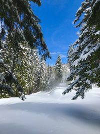 Snow covered trees in forest against sky