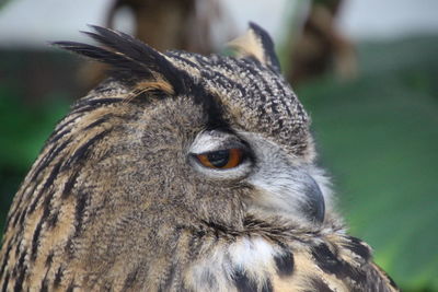 Close-up of a bird