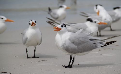 Flock of seagulls on beach