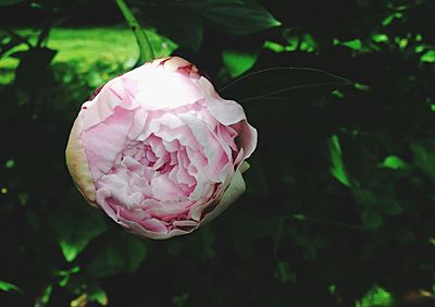 Close-up of pink rose blooming outdoors