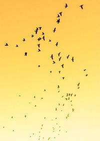 Flock of birds flying over blurred background