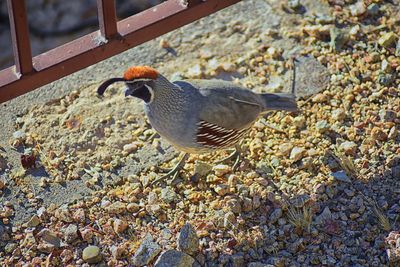 High angle view of bird perching on rock