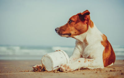 View of a dog on beach