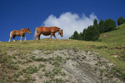 Horses on field against sky