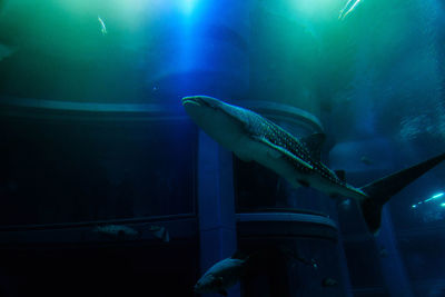 Fish swimming in aquarium