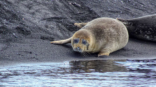 View of a seal at a beach