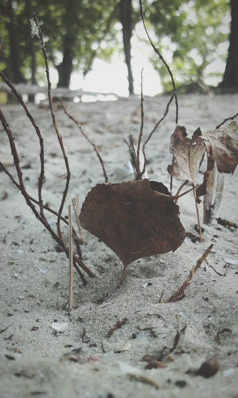 focus on foreground, nature, tree, close-up, day, tree trunk, no people, outdoors, selective focus, tranquility, ground, twig, growth, beauty in nature, natural pattern