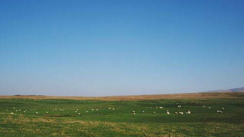 Cows grazing on field against clear blue sky