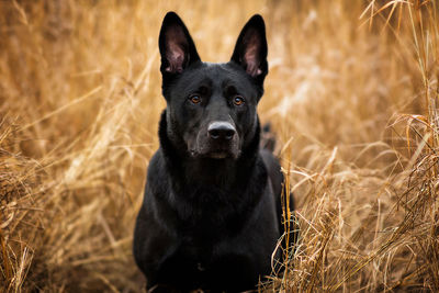 Portrait of black dog sitting on field