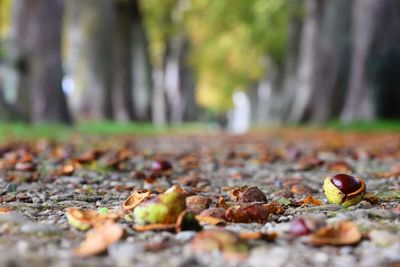 Close-up of fallen leaves on field during autumn