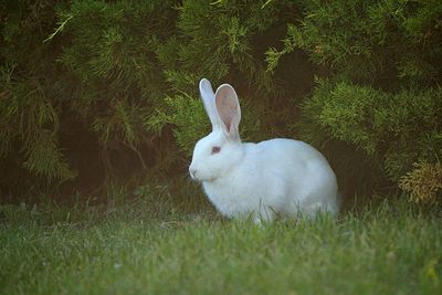 View of white rabbit on field