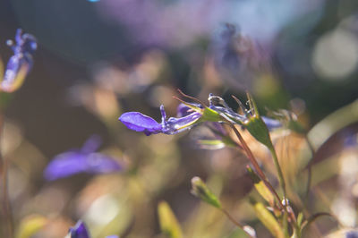 plant