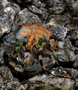 Close-up of lizard on rock