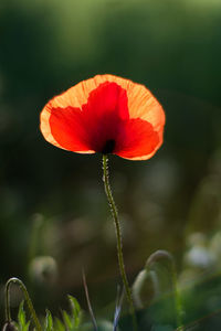 Close-up of red poppy flower