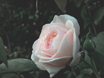 Close-up of rose roses