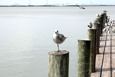 Bird perching on wooden post