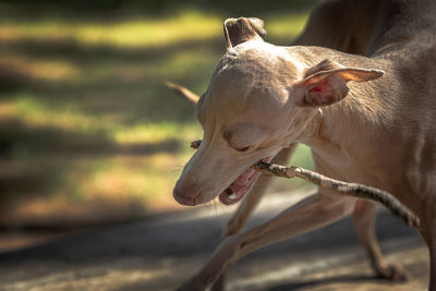 Close-up of dog