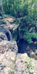 View of river in forest