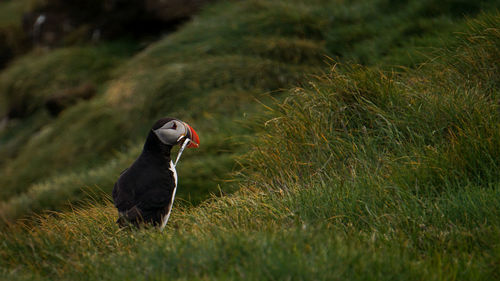 Puffin carrying saltwater eels in beak on grass