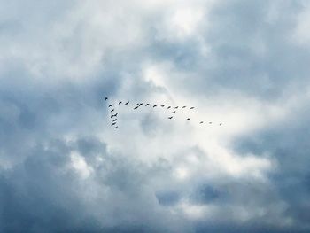 Low angle view of birds flying against sky