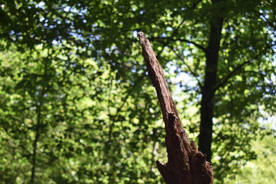 Low angle view of tree trunk in forest