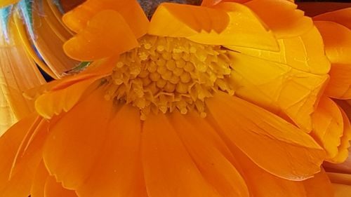 Full frame shot of orange yellow flower