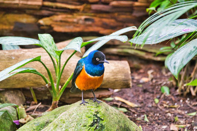 Close-up of bird perching on a plant