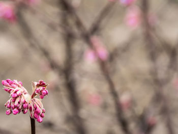 Close-up of pink cherry blossoms