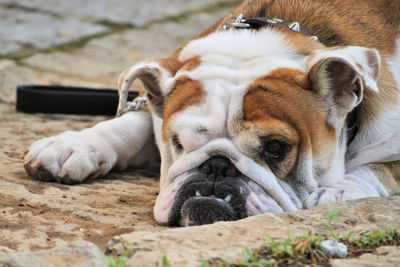 Close-up of a dog sleeping
