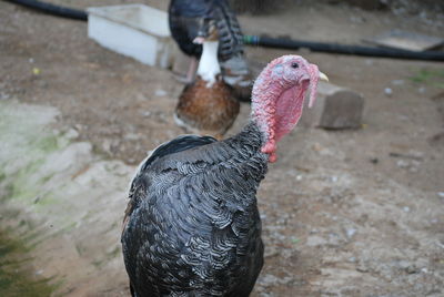 Close-up of a bird