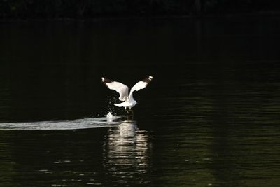 Swan flying over lake