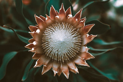 Close-up of flower growing outdoors