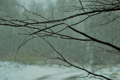 Close-up of frozen bare tree during winter