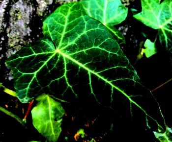 Close-up of green plant