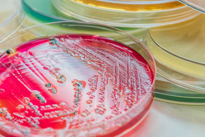 Close-up of gelatin dessert in petri dish