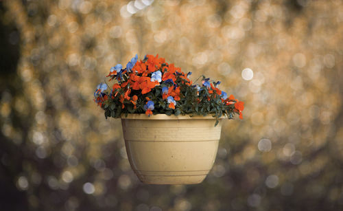 Close-up of orange flower pot on plant