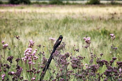 Close-up of insect perching on flower in field