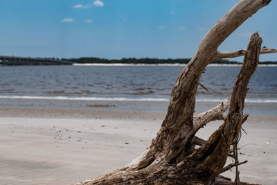Driftwood on tree trunk at beach against sky