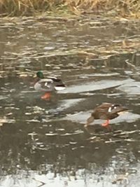 Ducks swimming on lake